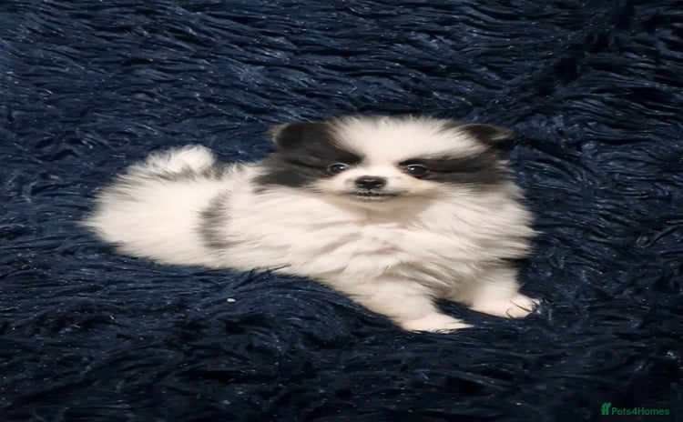 Pomeranian dogs - Advert 10