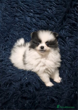 Pomeranian dogs - Advert 10