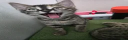 Bengal cats for sale: Bengal cross kittens - Advert 30