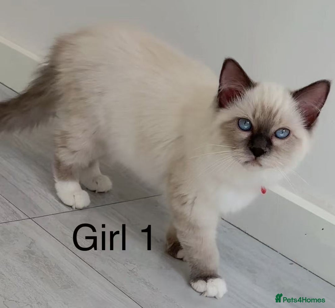 Ragdoll cats for sale: Ragdoll kittens for sale - Image 6