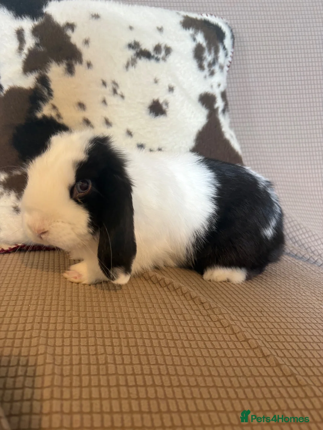 Mini Lop rabbits for sale: Hulk stunning mini lop  - Advert 3