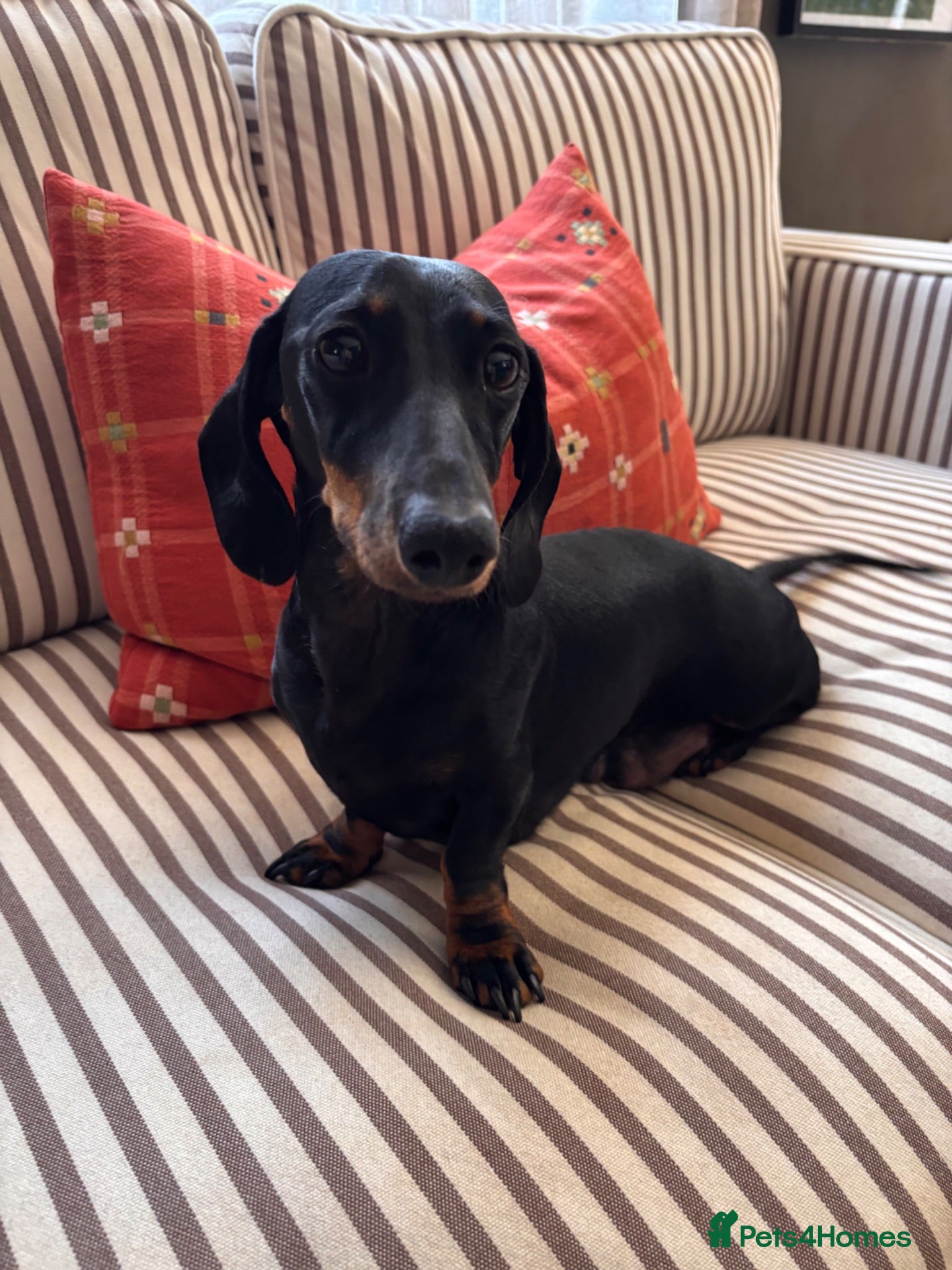 Dachshund dogs Smooth Dachshund × Wire-Haired Dachshund Puppies - Advert 1