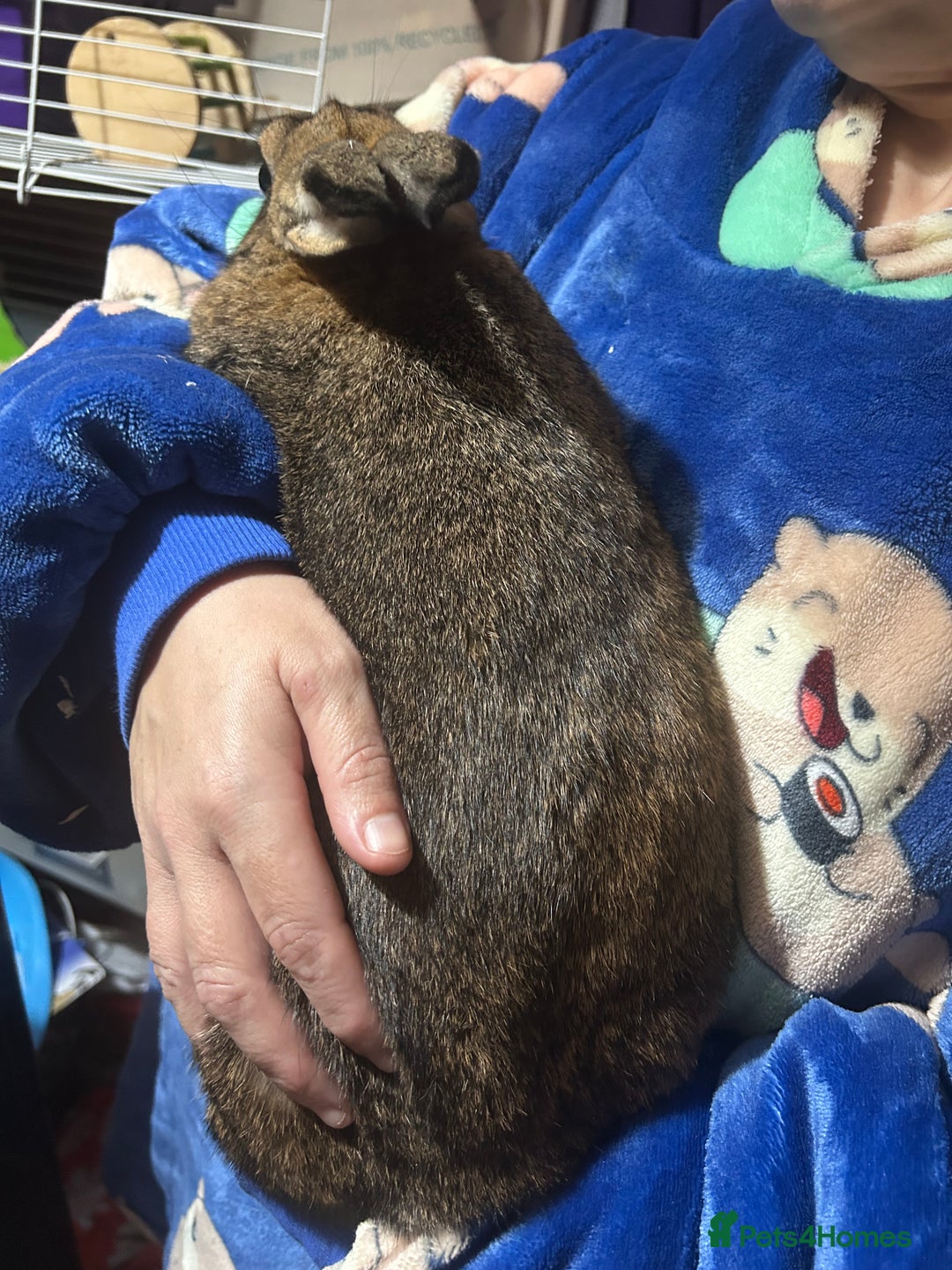 Mixed Breed rabbits for sale: New zealand cross Lionhead - Advert 12