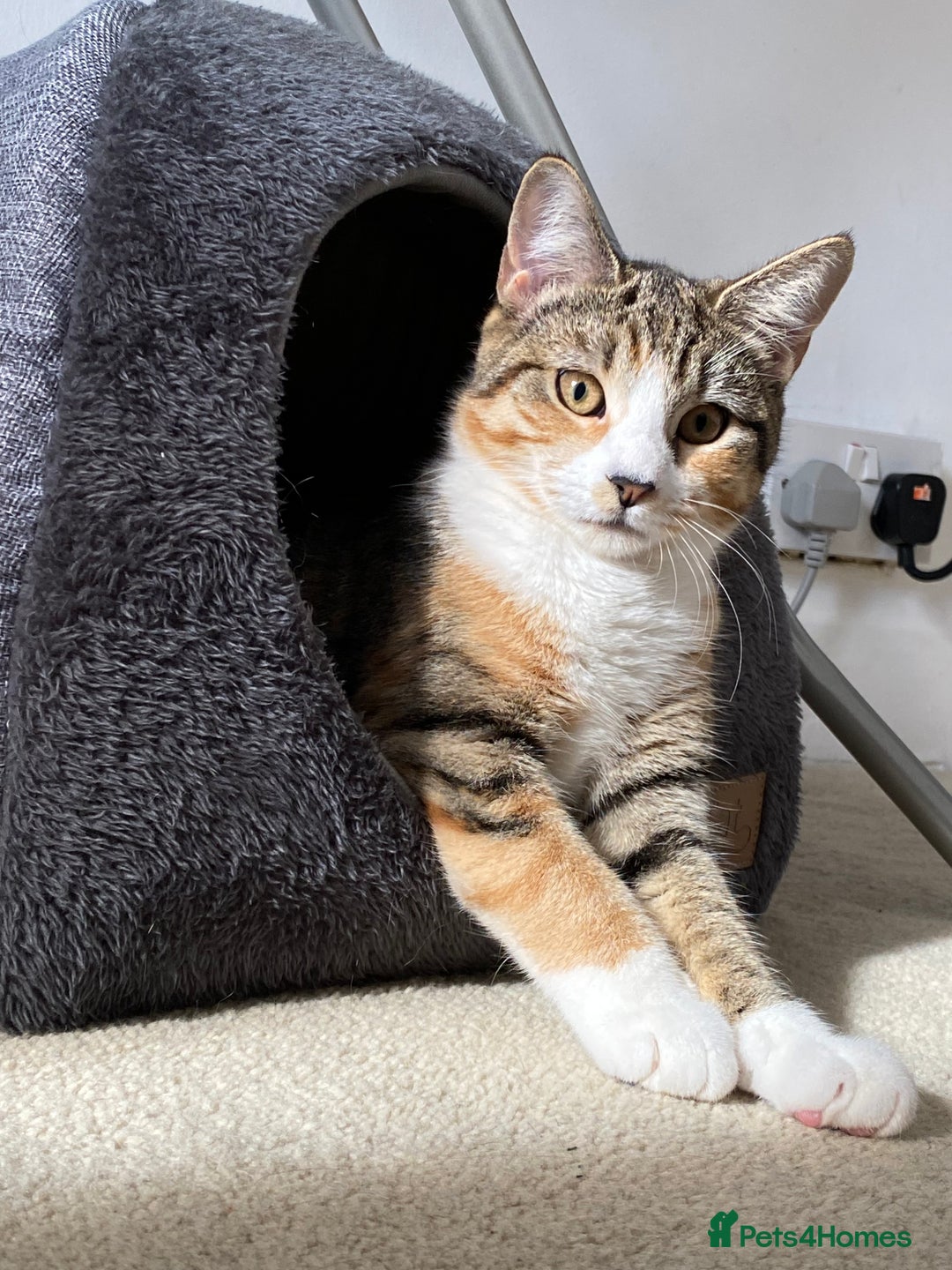 Mixed Breed cats for sale: 3-Year-Old Female Cat for Sale❤️ - Advert 3