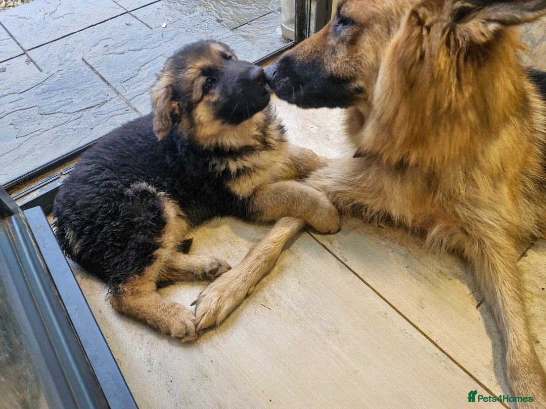 German Shepherd dogs for sale: 14 week old white German-shepherd - Image 2