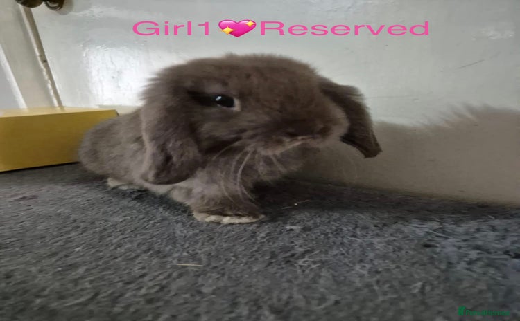 Mini Lop rabbits - Advert 16