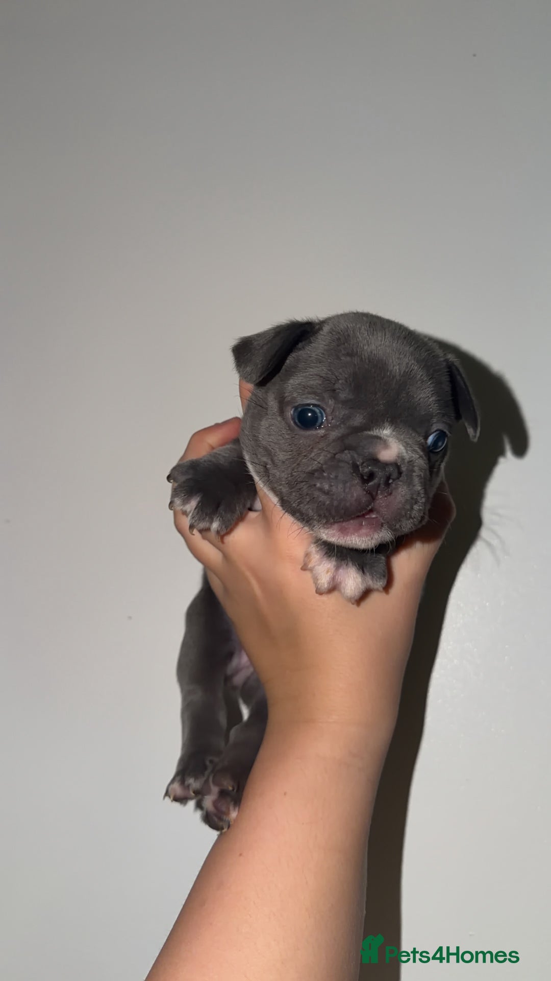 French Bulldog dogs for sale: Gorgeous Lilac, Pink Isabella, & Blue Frenchies - Advert 29