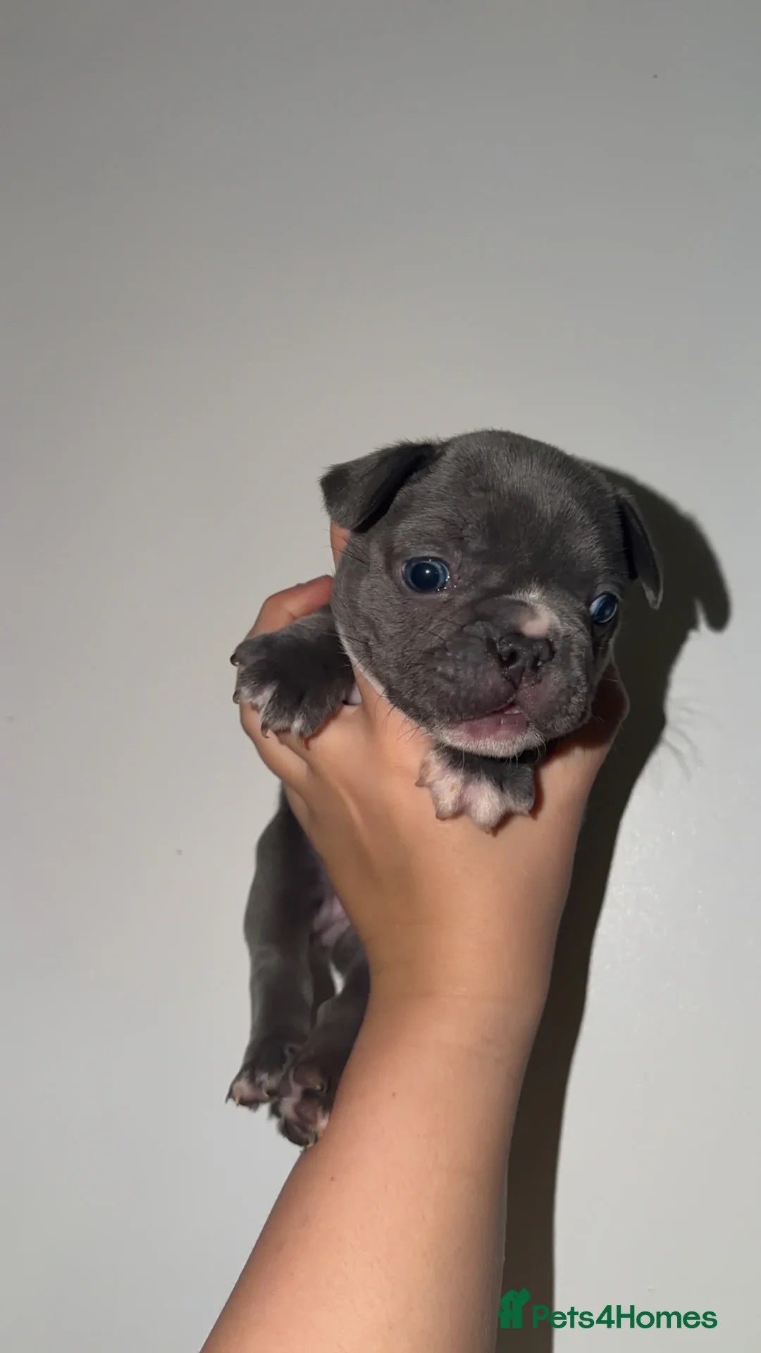 French Bulldog dogs for sale: Gorgeous Lilac, Pink Isabella, & Blue Frenchies - Advert 18