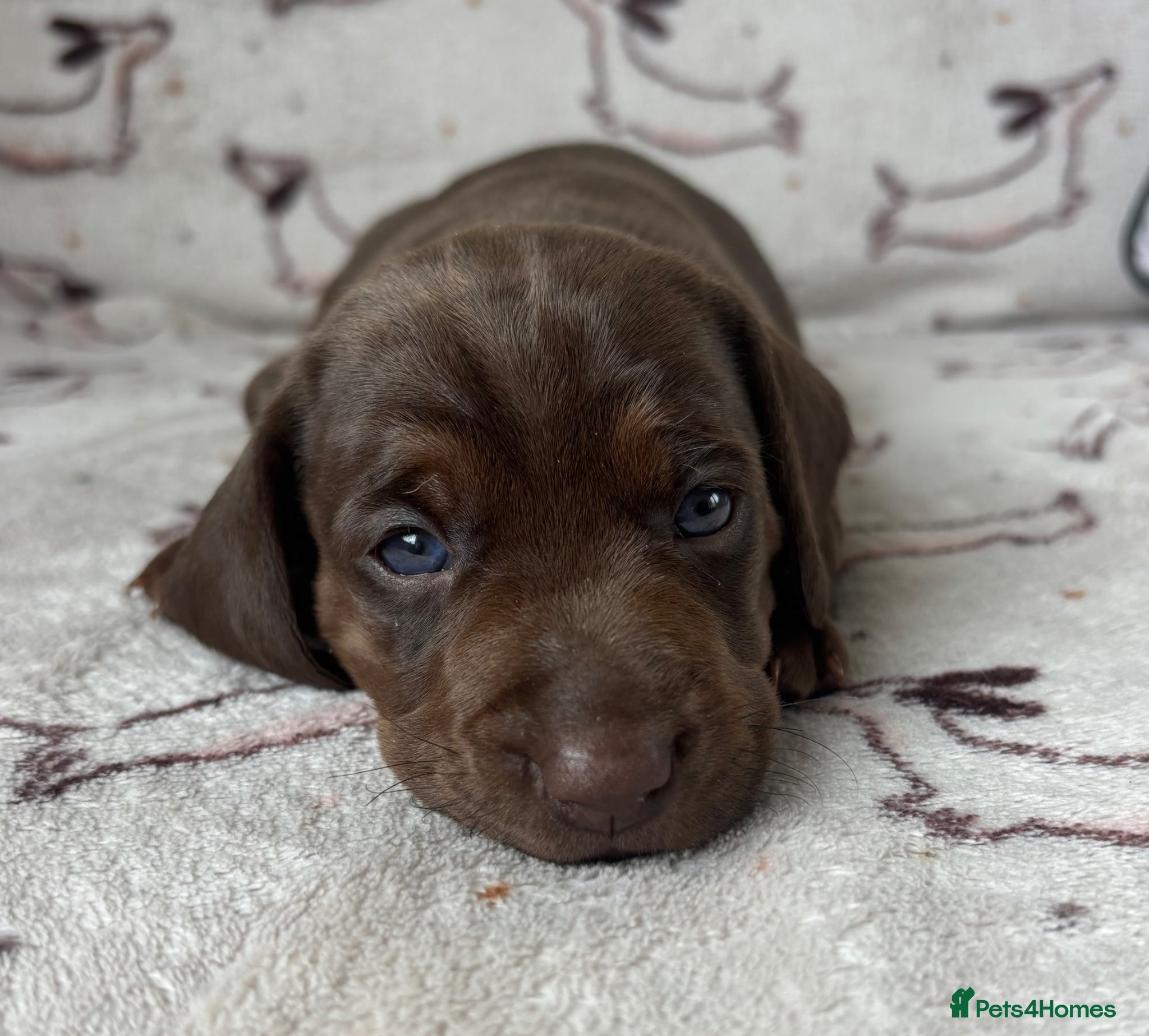 Miniature Dachshund dogs 🐾 Miniature Dachshund Puppies 1 Girl left 🐾 - Advert 13