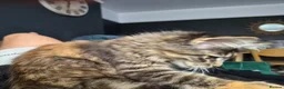 Maine Coon cats for sale: TICA REG. MAINE COON KITTENS  - Advert 9