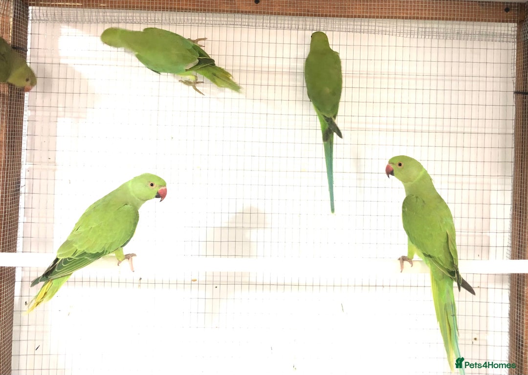 Ringnecks birds for sale: Beautiful coloured ringneck parrots for sale. - Image 7