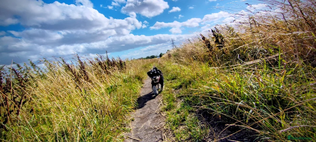 Miniature Schnauzer dogs for sale: 11 Month Old Female Miniature Schnauzer  in Saint Helens - Advert 23