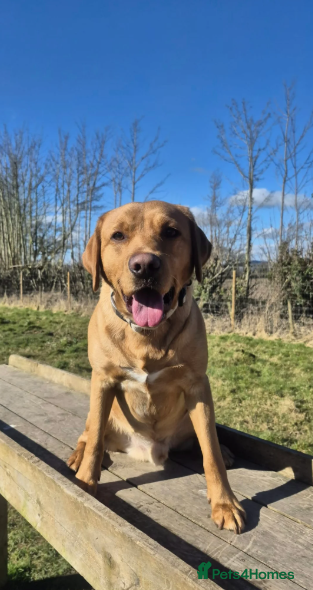 Labrador Retriever dogs Male labrador  - Advert 14