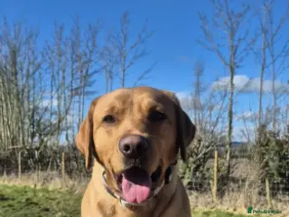 Labrador Retriever dogs Male labrador - Advert 1