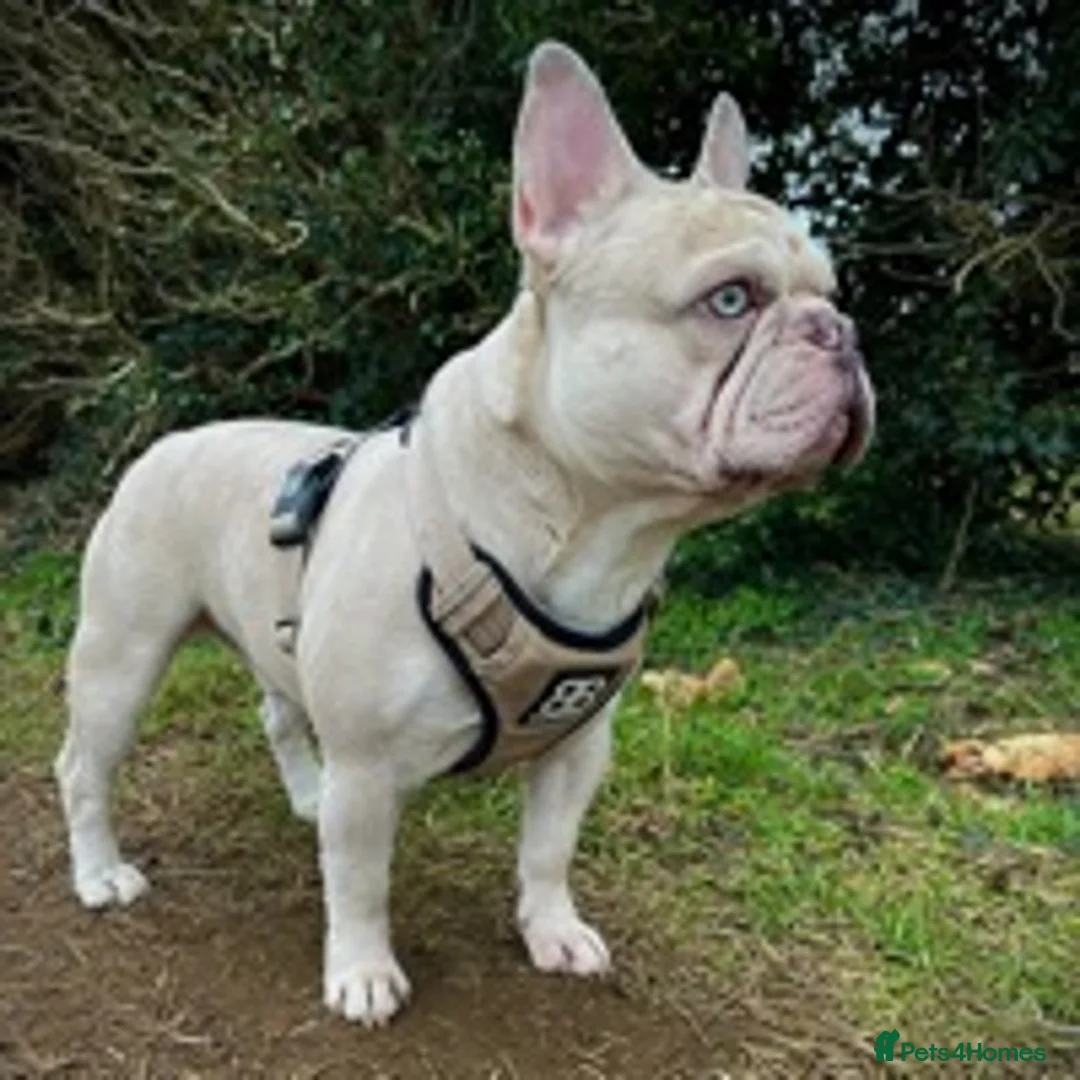 French Bulldog dogs for stud: 🦁HUNCHO🦁PUP BACK DEAL 1ST PICK FEMALE‼️ in Northampton - Advert 7