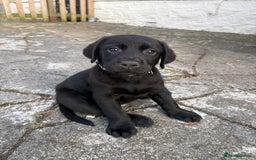 Labrador Retriever dogs for sale: ⭐️READY TO GO NEXT WEEK⭐️KC Reg Labrador Puppies  - Image 6