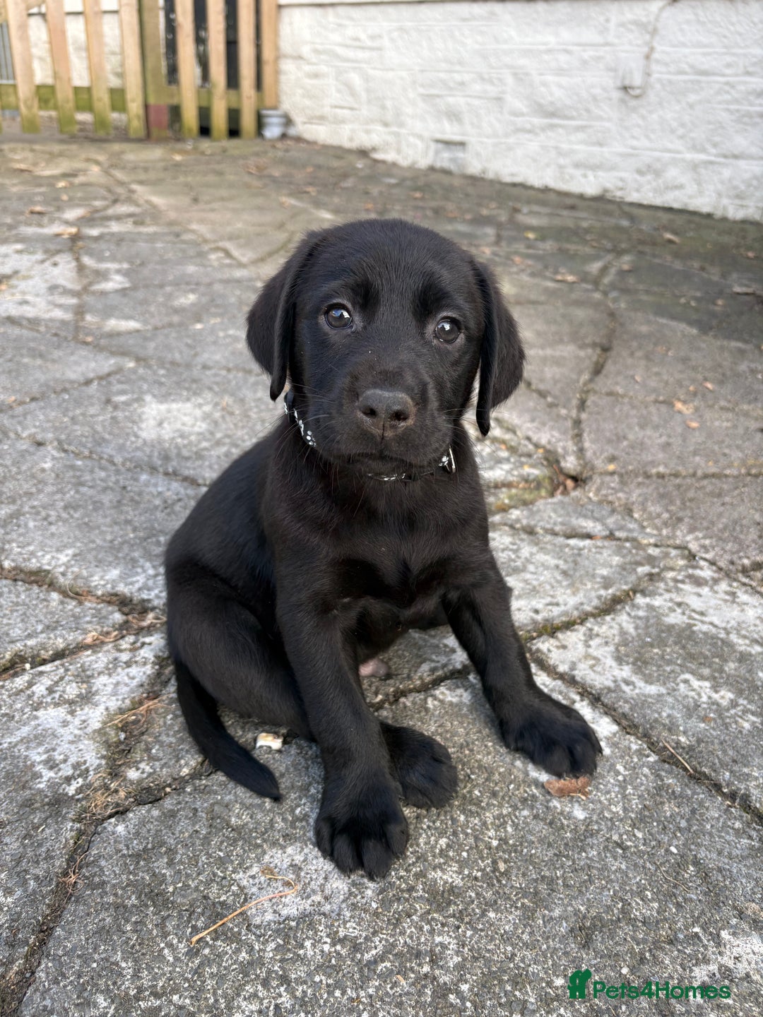 Labrador Retriever dogs for sale: ⭐️READY TO GO NEXT WEEK⭐️KC Reg Labrador Puppies  - Image 6