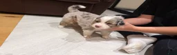 Australian Shepherd dogs for sale: Australian Shepherd Puppies - Advert 29