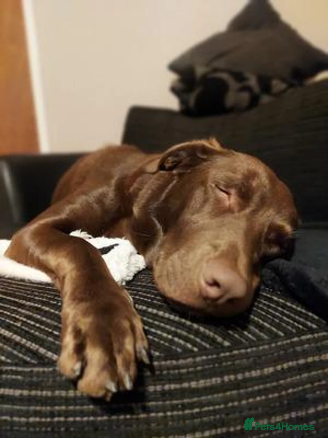 Labrador Retriever dogs for sale: Beautiful Coco Looking for a Loving New in Edinburgh - Advert 2