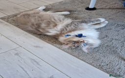 Ragdoll cats for stud: Handsome blue lynx Ragdoll for stud in Bathgate - Image 3