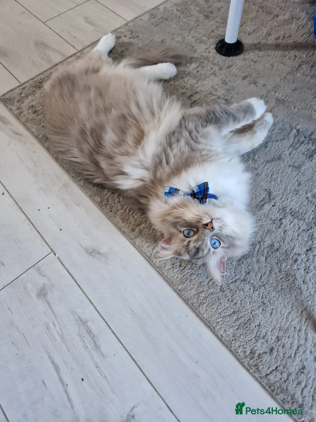 Ragdoll cats for stud: Handsome blue lynx Ragdoll for stud in Bathgate - Advert 4