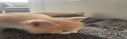 Mixed Breed cats for sale: Beautiful cream kittens for sale - Advert 3