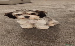 Mixed Breed dogs for sale:  ❤️Two girls very lovely❤️Daschaund with bishon  - Image 10
