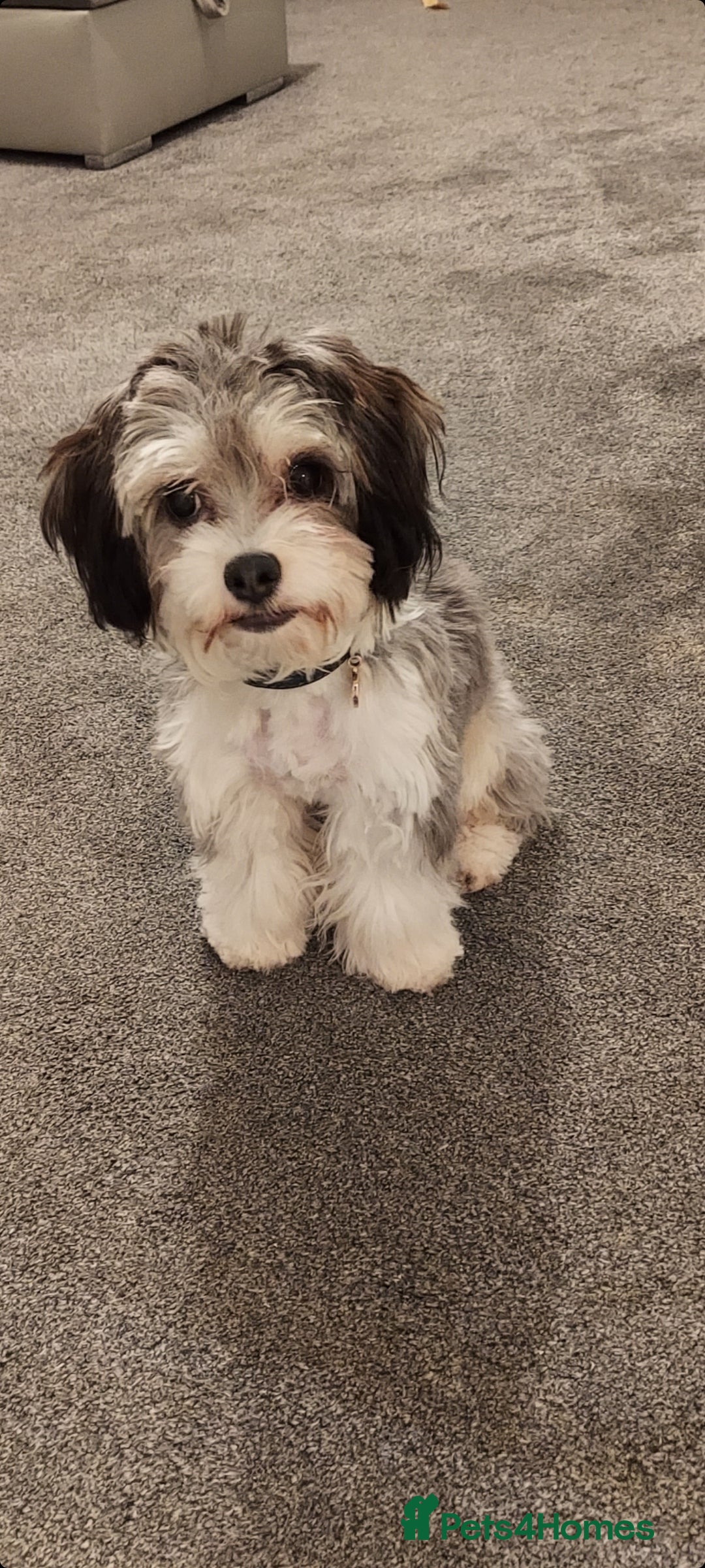 Mixed Breed dogs for sale:  ❤️Two girls very lovely❤️Daschaund with bishon  - Image 10