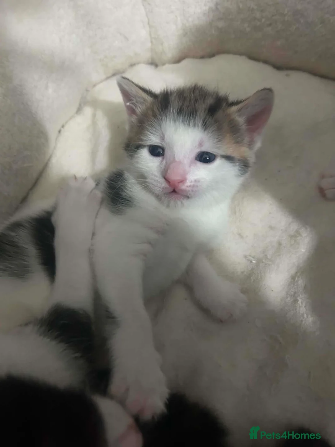 Mixed Breed cats for sale: Kittens for sale  in Middlesbrough - Advert 2
