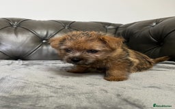 Norfolk Terrier dogs for sale: Norfolk Terrier Puppies - Image 7