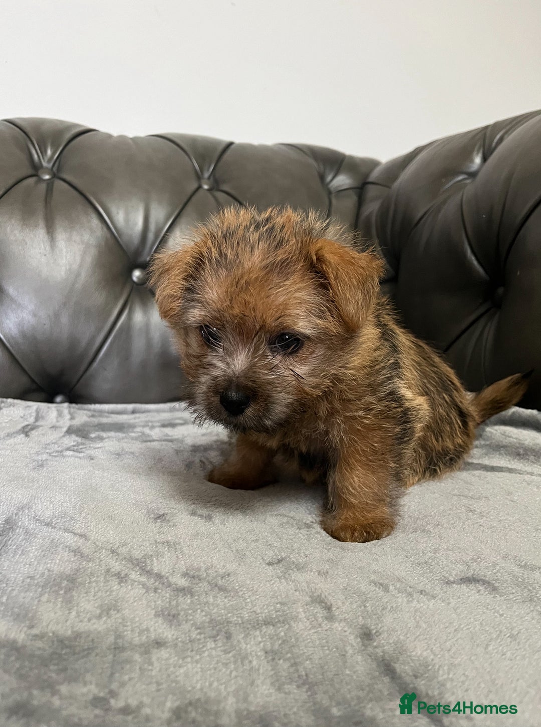 Norfolk Terrier dogs for sale: Norfolk Terrier Puppies - Image 7