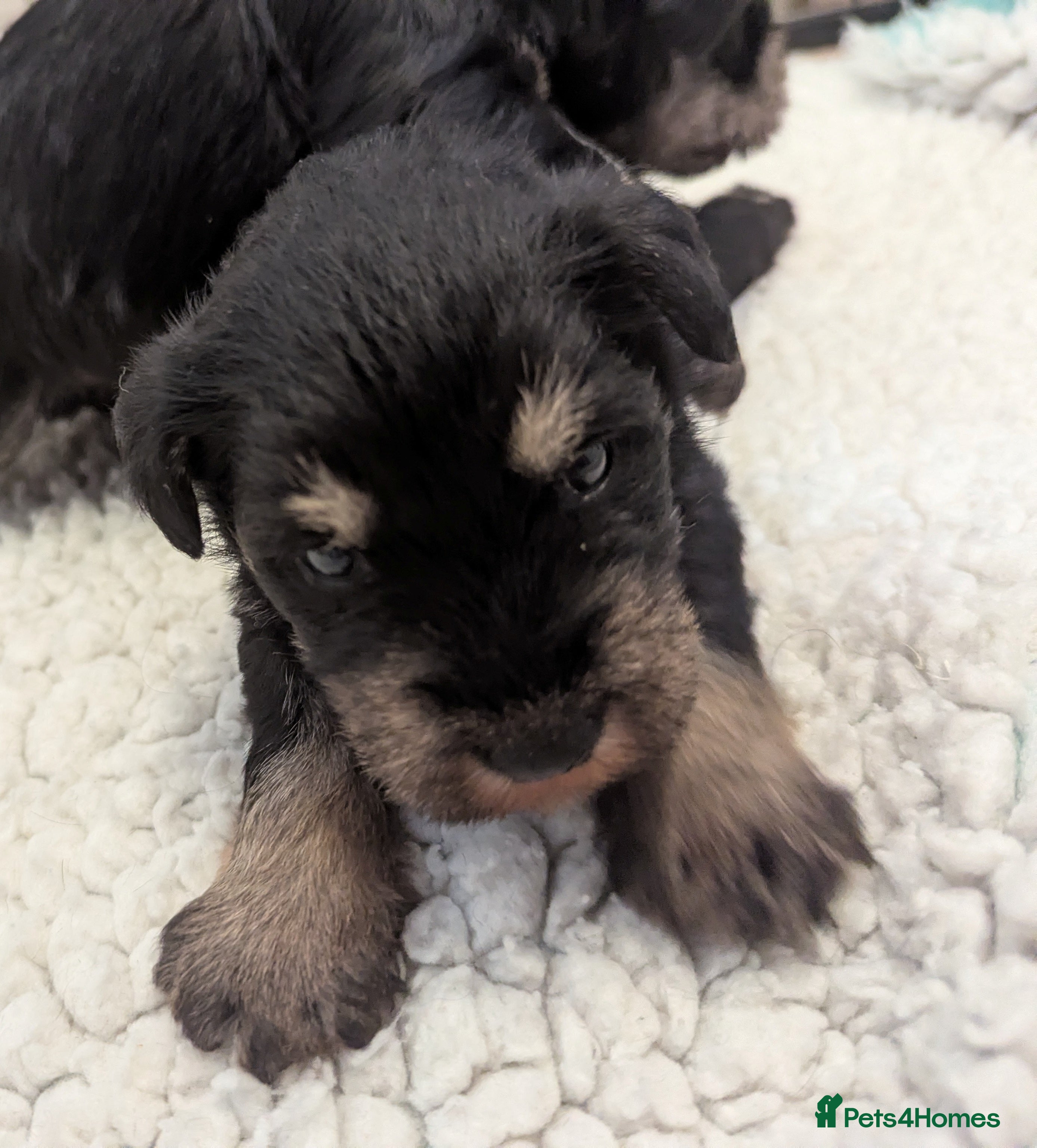 Miniature Schnauzer dogs KC reg'd,Health Tested Miniature Pups 5* Breeder - Advert 2