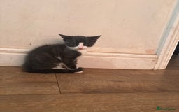 Domestic Shorthair cats for sale: 2 loving family playful kittens - Image 2