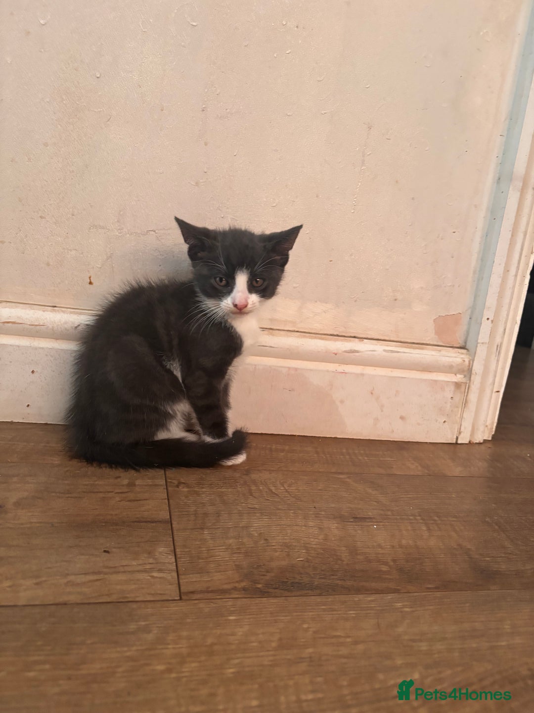 Domestic Shorthair cats for sale: 2 loving family playful kittens - Image 2