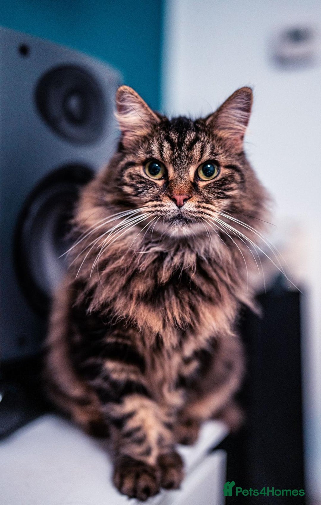 Siberian cats for sale: Fruzia - Siberian cat - Advert 1