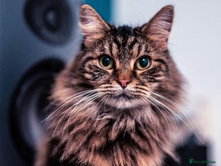 Siberian cats Fruzia - Siberian cat - Advert 1