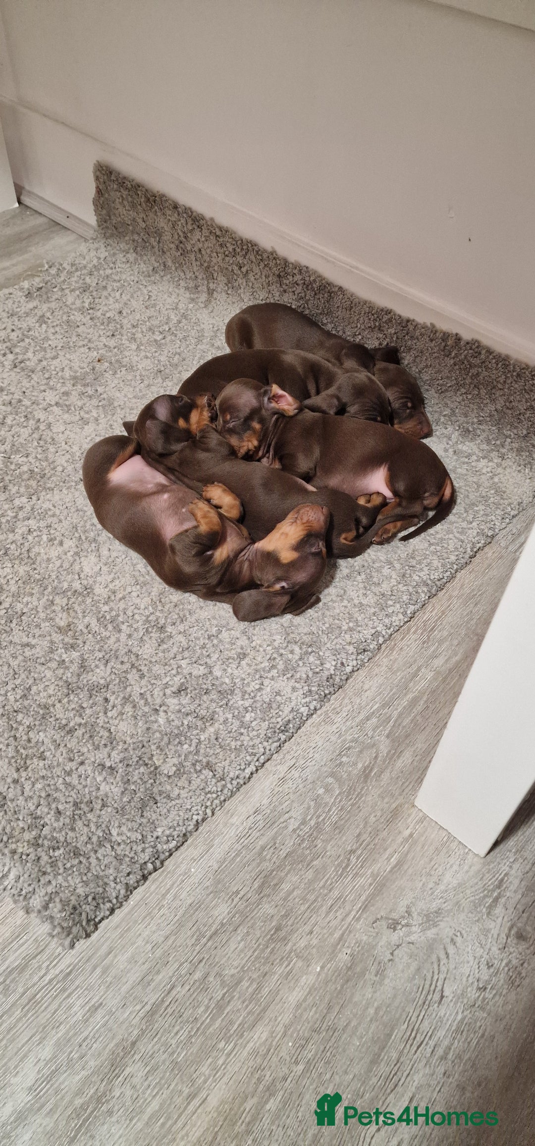 Miniature Dachshund dogs for sale: Miniature dachshund - Advert 8