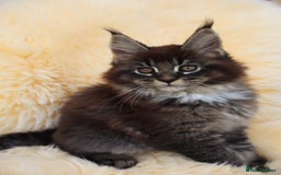 Maine Coon cats for sale: Maine Coon Kittens from Health Tested Parents. - Image 8