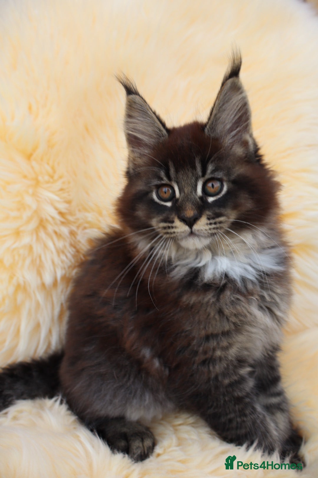 Maine Coon cats for sale: Maine Coon Kittens from Health Tested Parents. - Image 8