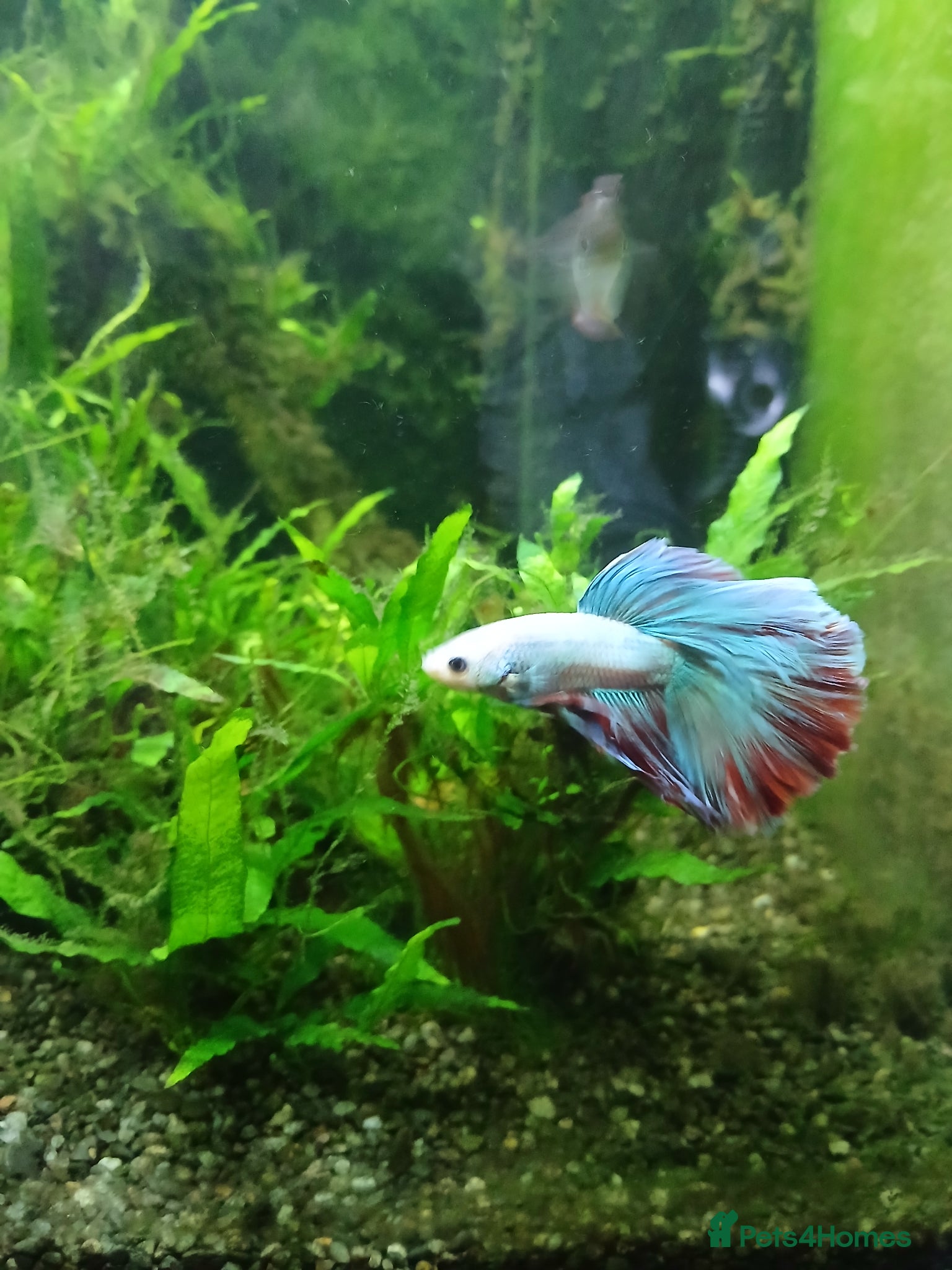 Bettas fish Fish tank 55 l aqua one  - Advert 4