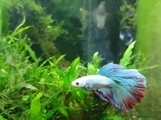 Bettas fish Fish tank 55 l aqua one - Advert 12