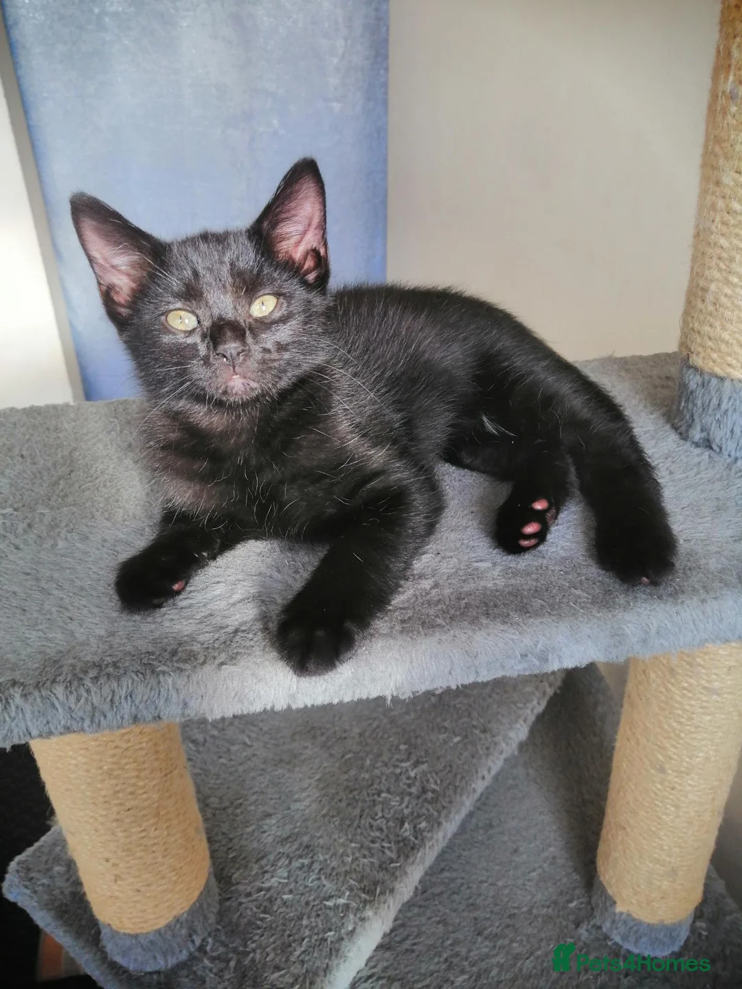 Mixed Breed cats for sale: Kittens. - Advert 2