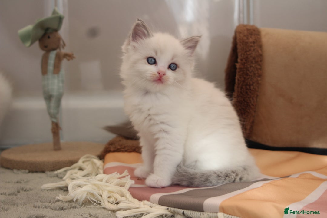 Ragdoll cats for sale: TICA Blue Bicolour Ragdoll Mink Cherubim Kittens  - Image 8