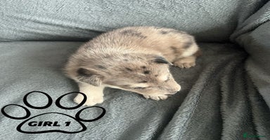 Mixed Breed dogs - Advert 9