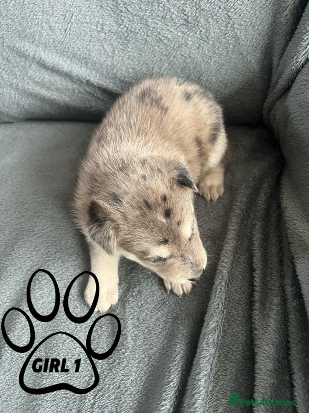 Mixed Breed dogs for sale: Beautiful German Shepherd × ChowXmalamute Puppies - Image 3