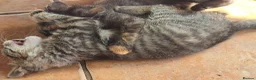 Mixed Breed cats for sale: 3 Beautiful Maine CoonXCalaco Kittens 1 Boy 2 Girl in Bridgnorth - Advert 6