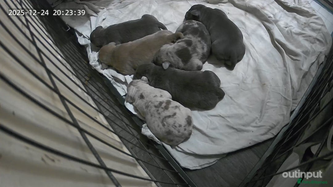 American Bull Staffy dogs for sale: American staff pups - Advert 4