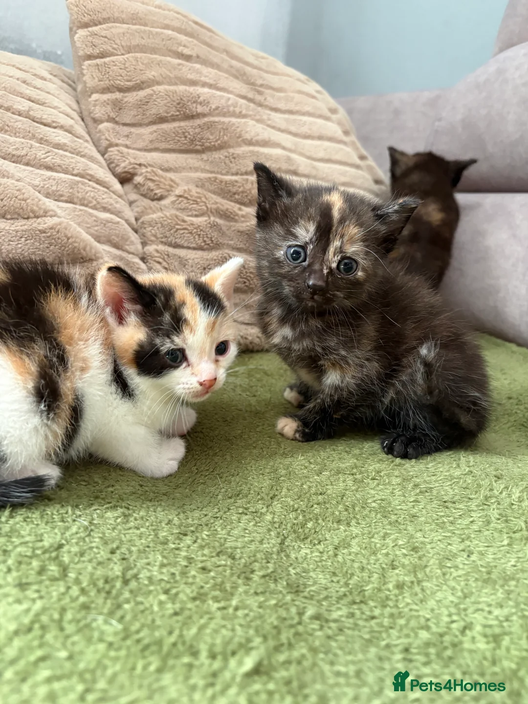 Aegean cats for sale: Aegeans kittens are looking for forever home ❤️ - Advert 2