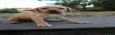 Purple Labrador Retriever 10