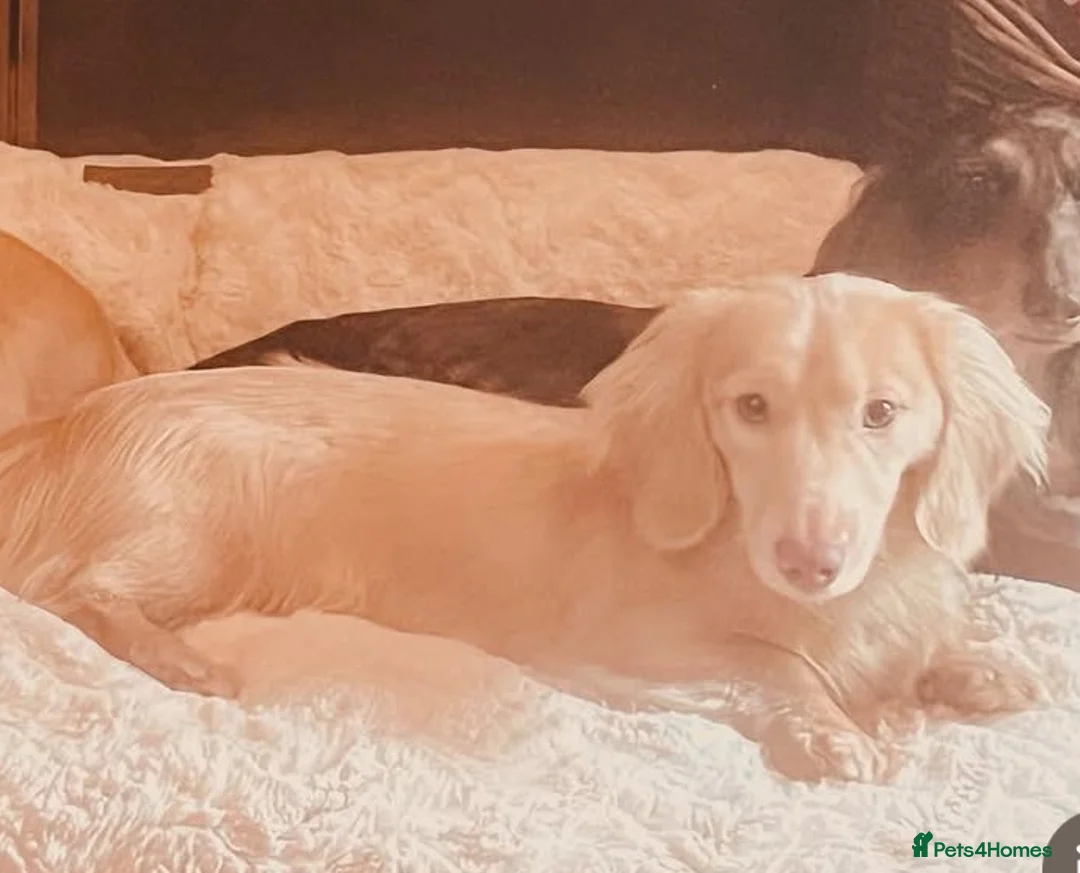 Miniature Dachshund dogs for stud: Miniature dachshund stud dog  - Advert 2